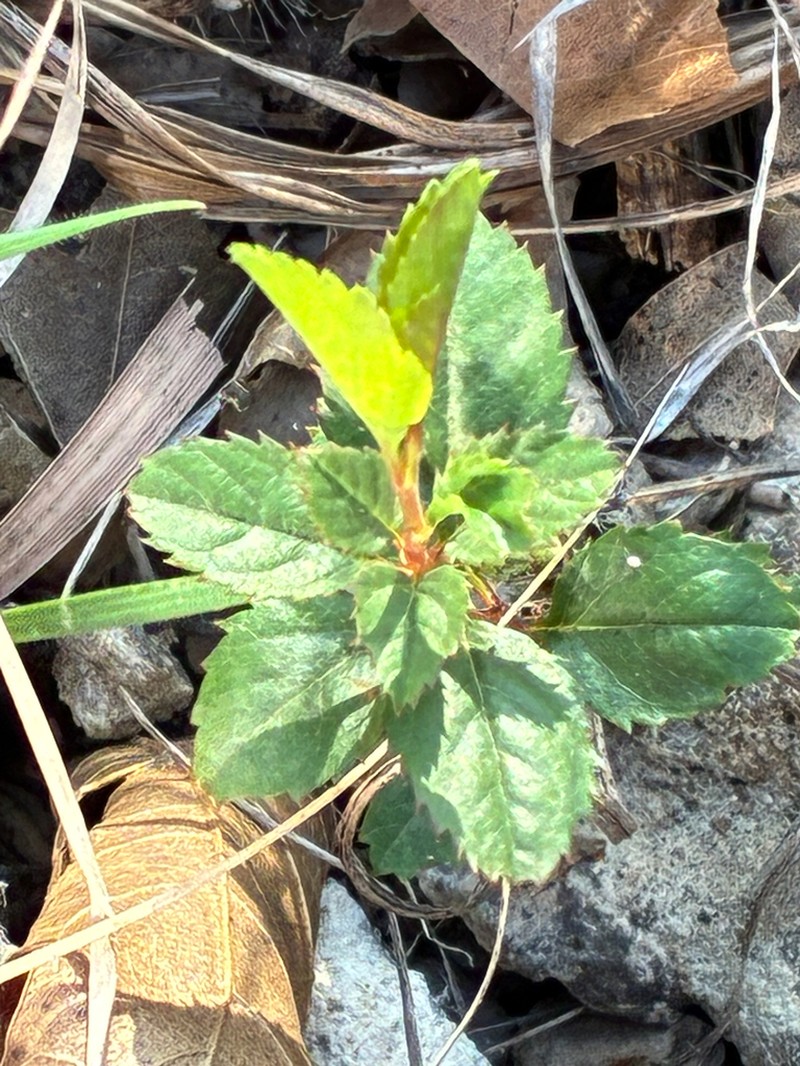 Texas Almond photo 3