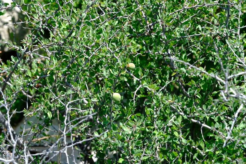 Texas Almond photo 4