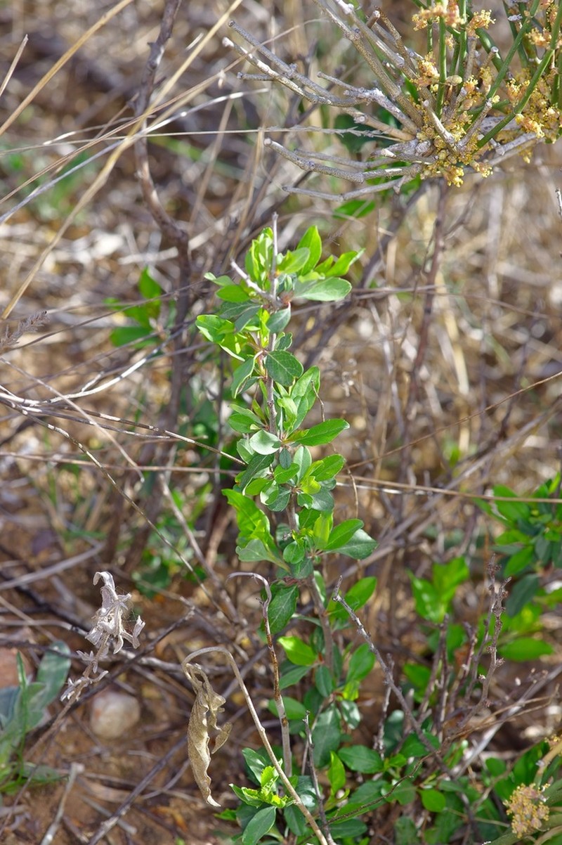 Texas Almond photo 5