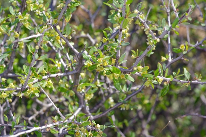 Texas Almond photo 6