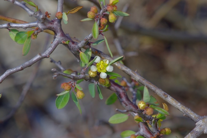 Texas Almond photo 7