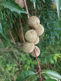Prunus mira