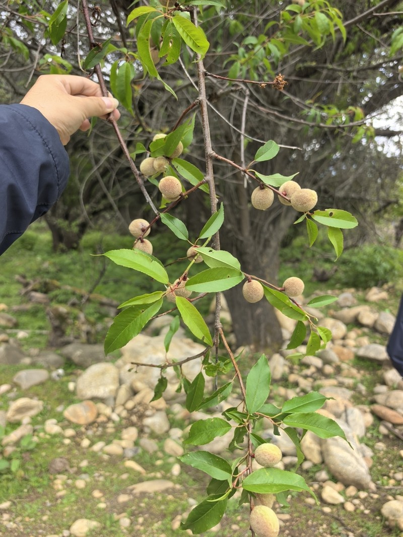 Prunus mira photo 3