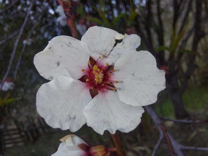 Prunus mira photo 4
