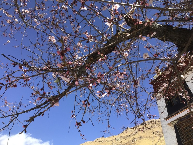 Prunus mira photo 6