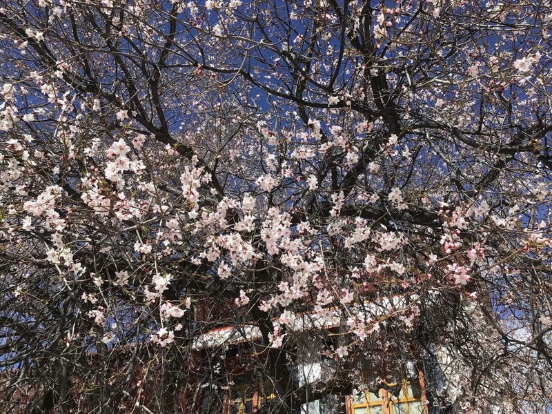 Prunus mira photo 7
