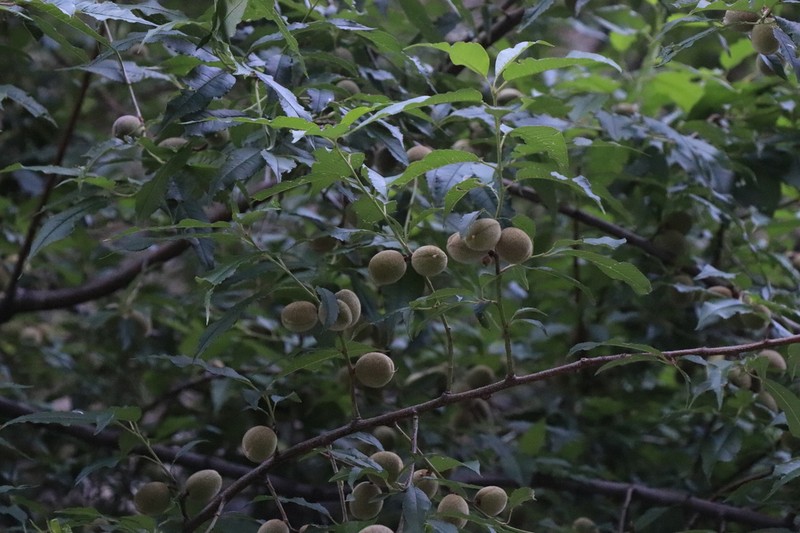 Prunus mira photo 8