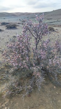 Prunus mongolica