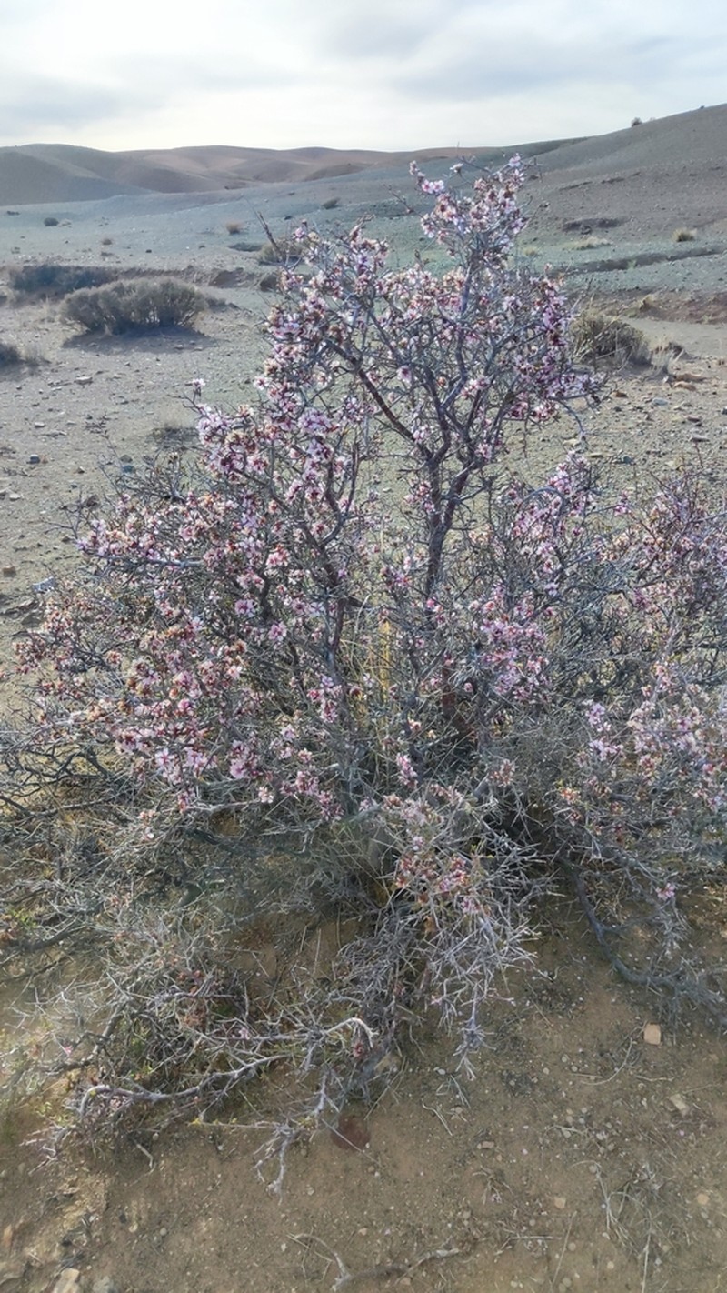 Prunus mongolica