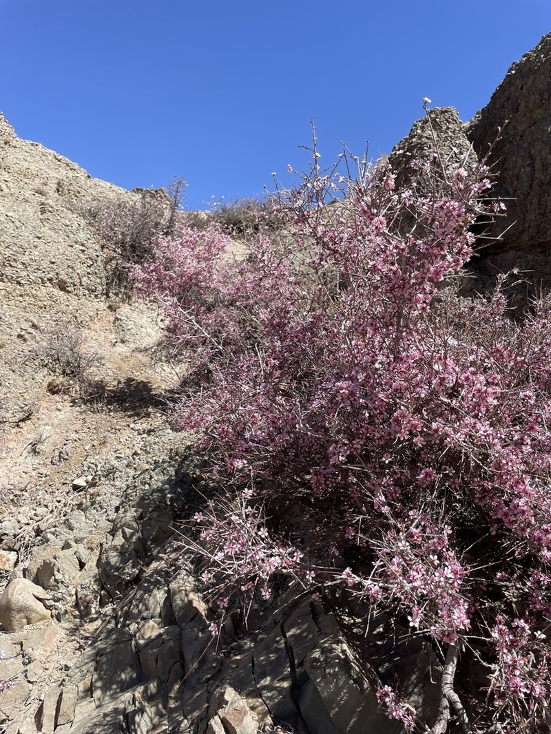 Prunus mongolica photo 2