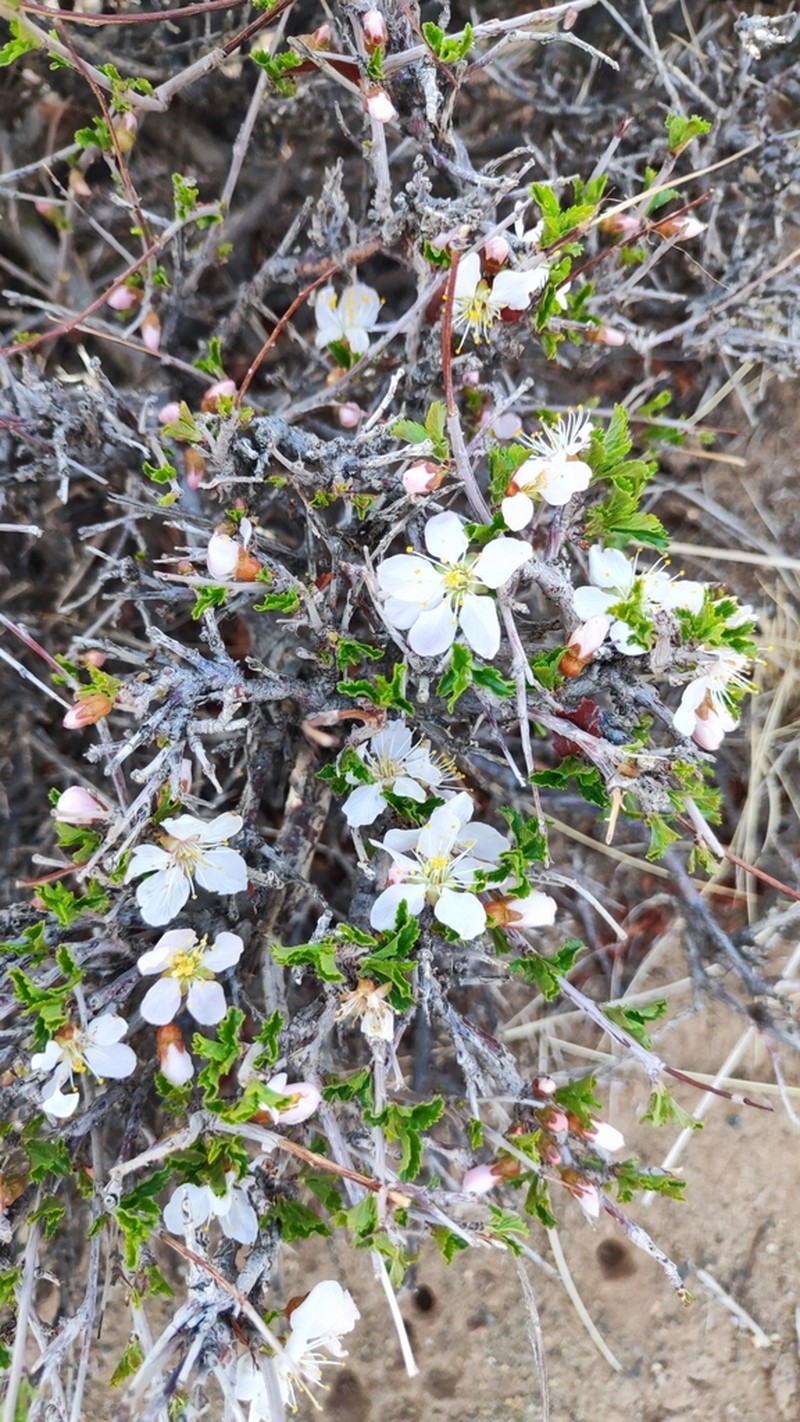 Prunus mongolica photo 3