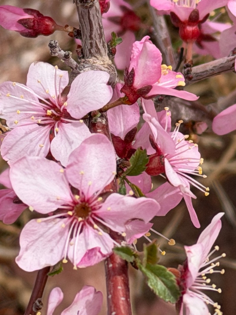 Prunus mongolica photo 4