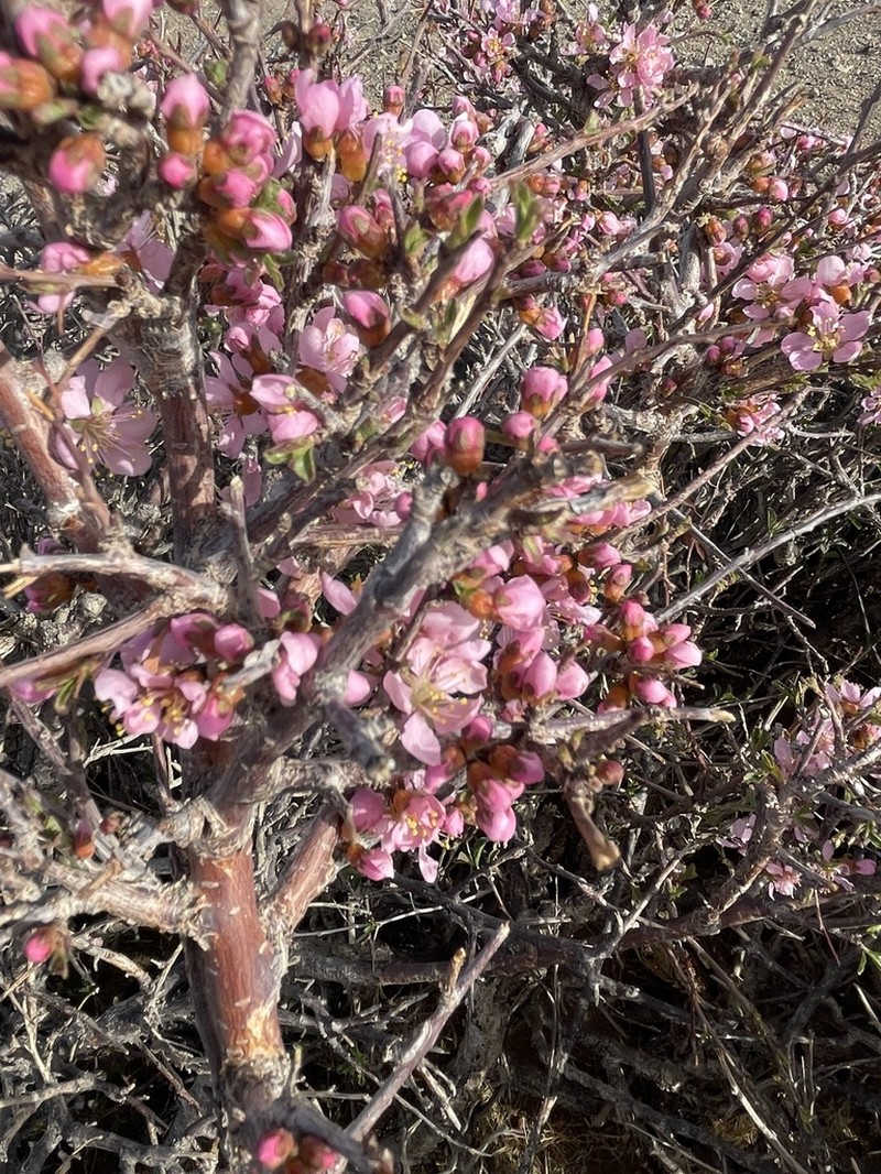 Prunus mongolica photo 5