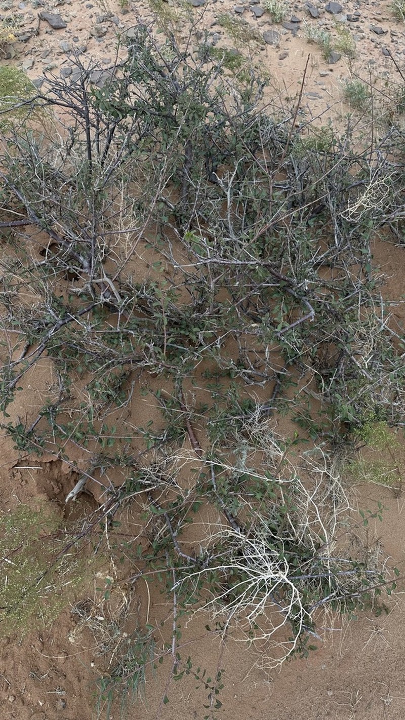 Prunus mongolica photo 6
