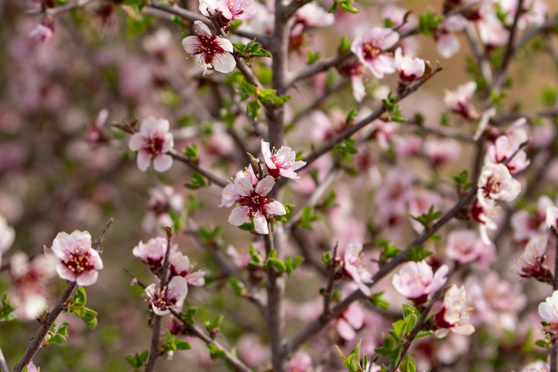 Prunus mongolica photo 8