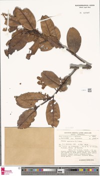 Prunus moritziana