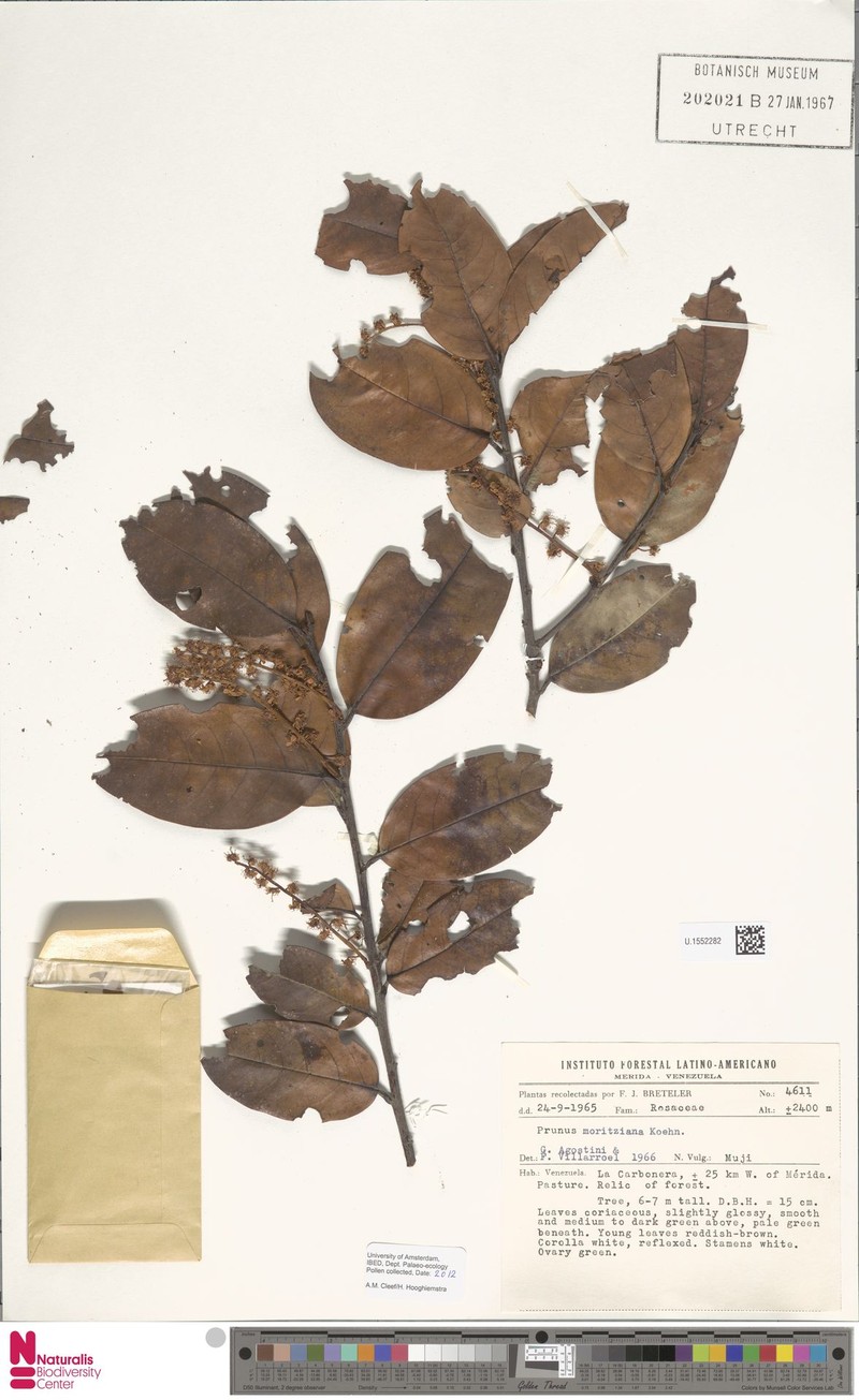 Prunus moritziana photo 2