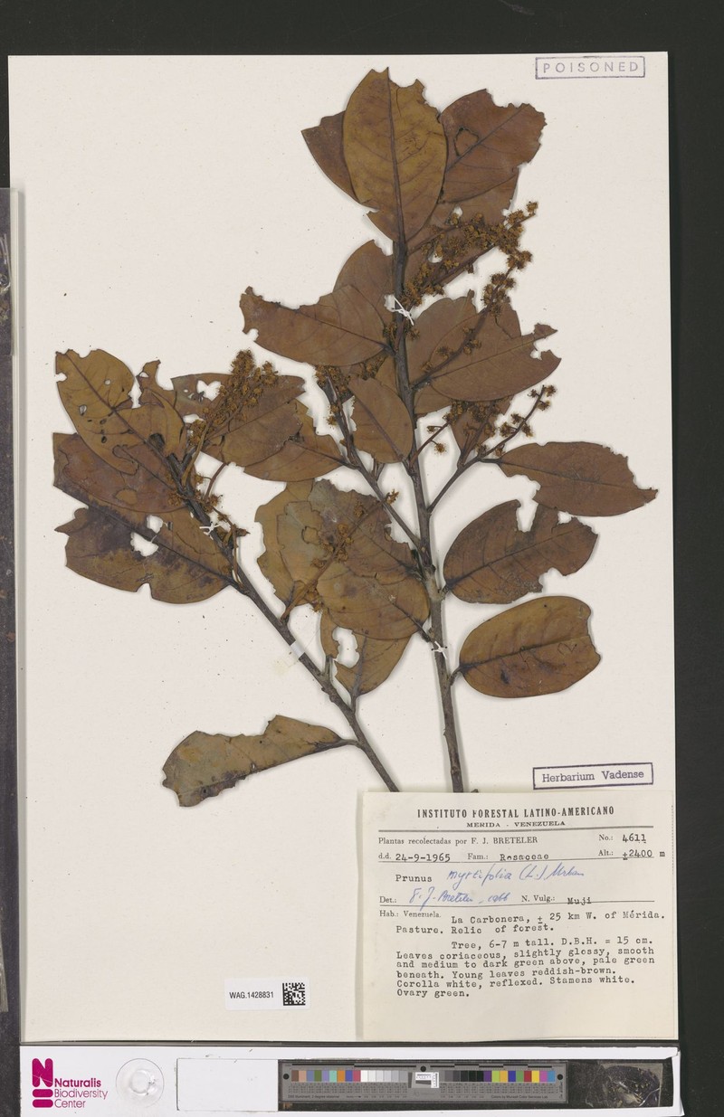 Prunus moritziana photo 3