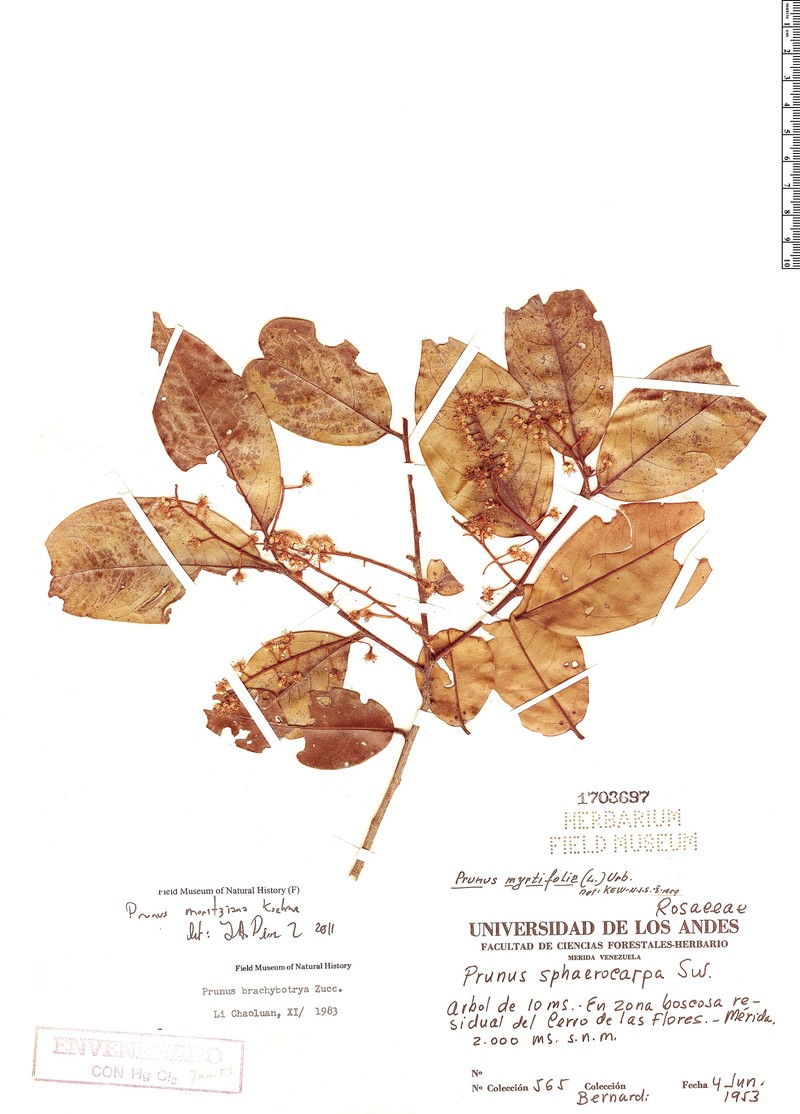 Prunus moritziana photo 4