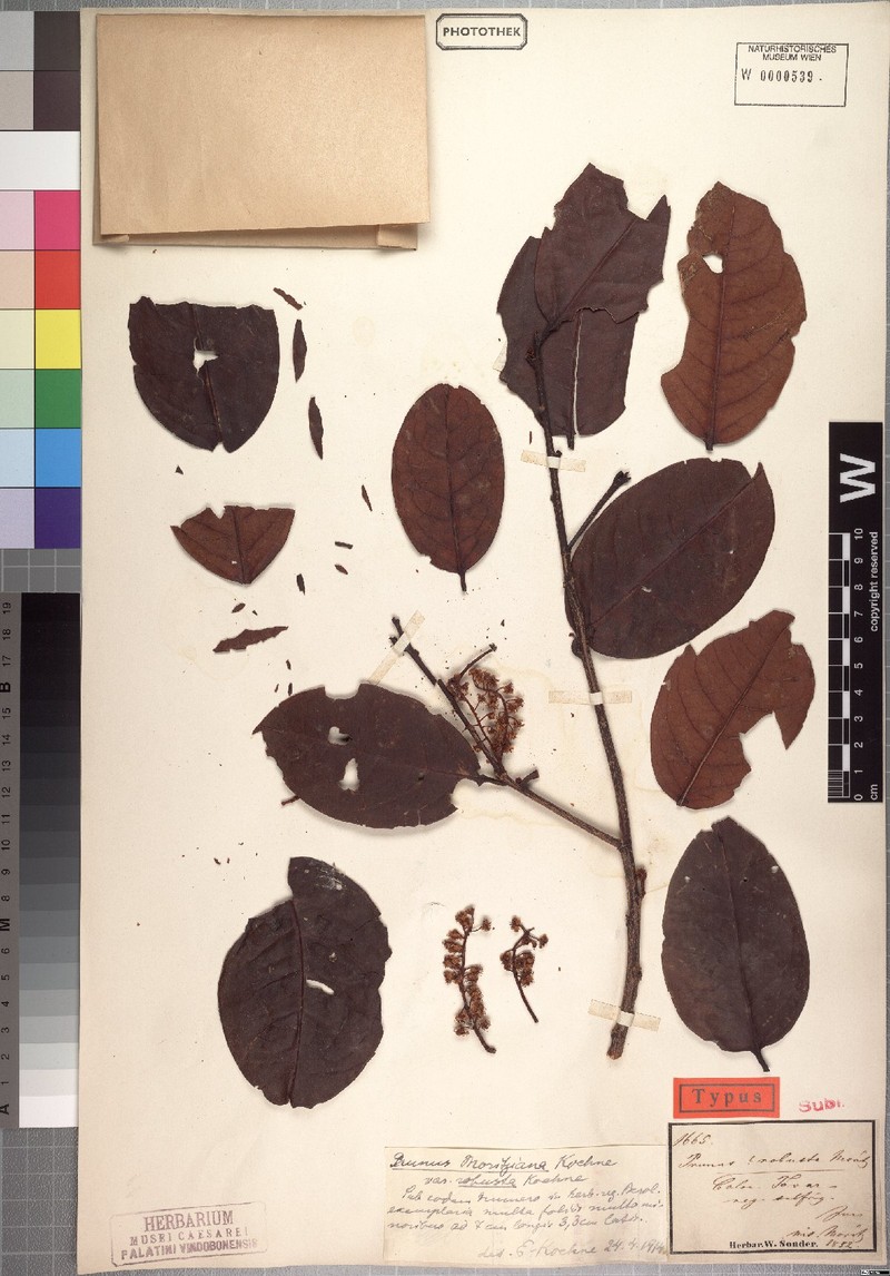 Prunus moritziana photo 5