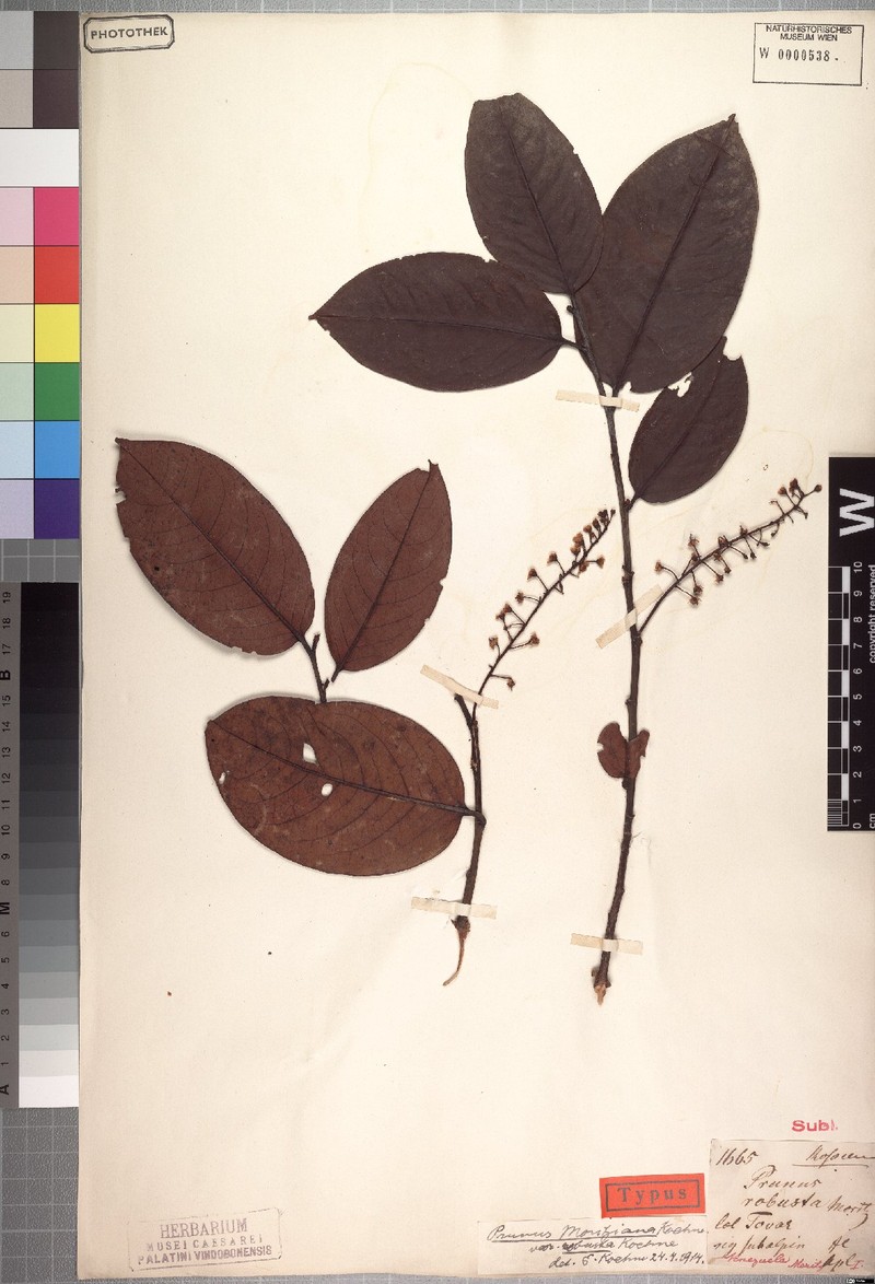 Prunus moritziana photo 6