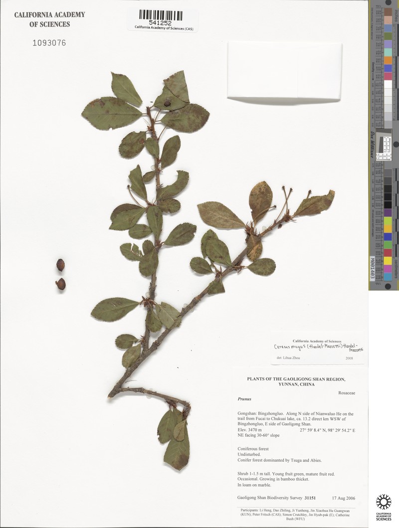 Prunus mugus