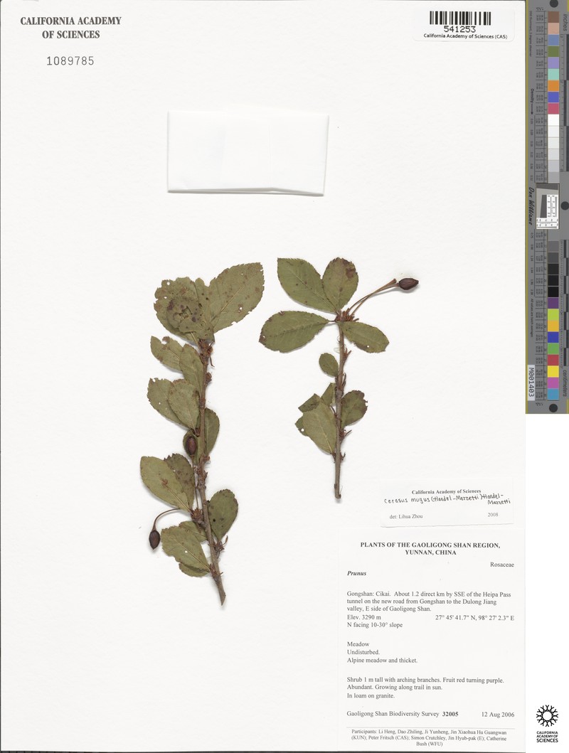Prunus mugus photo 2