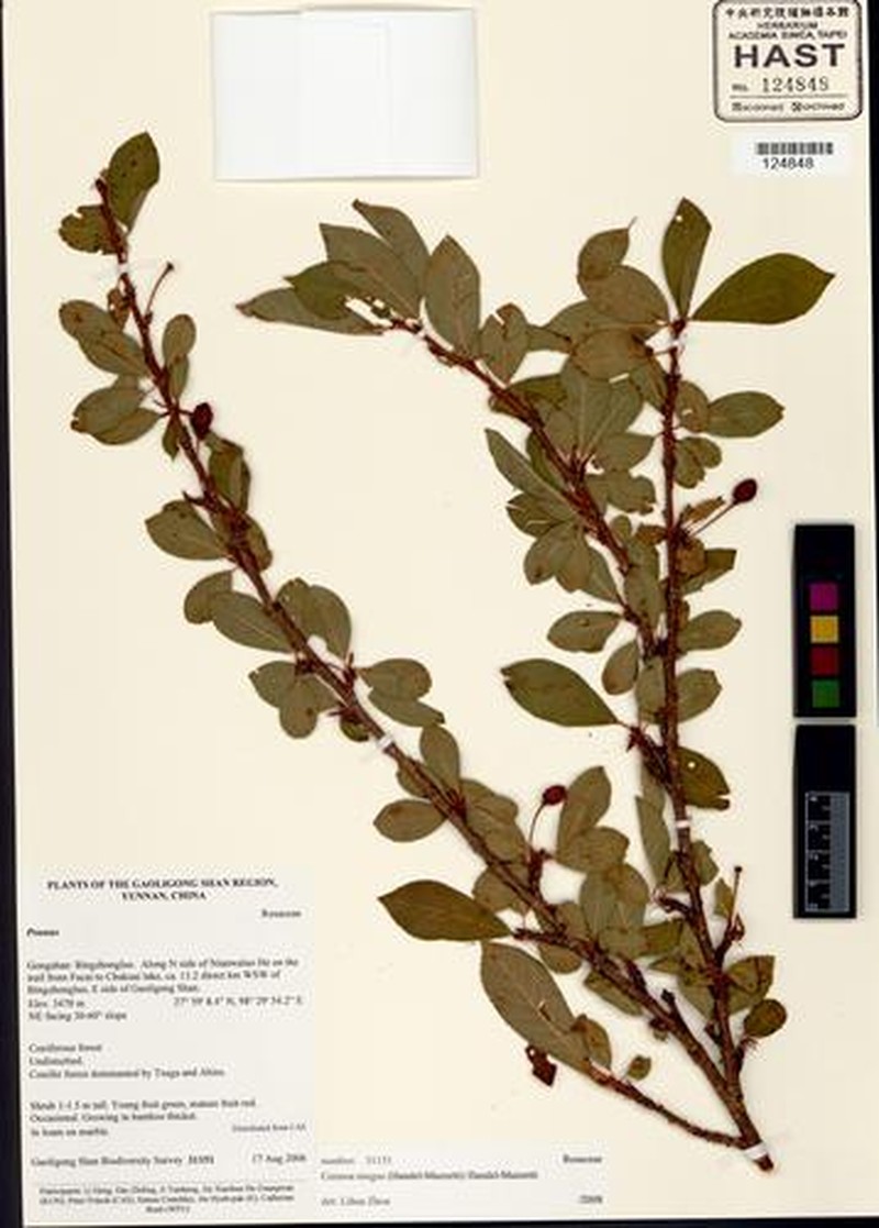 Prunus mugus photo 3
