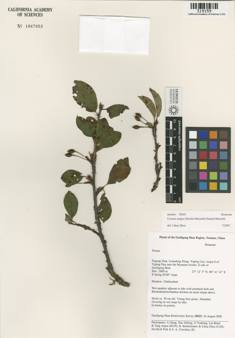Prunus mugus photo 4