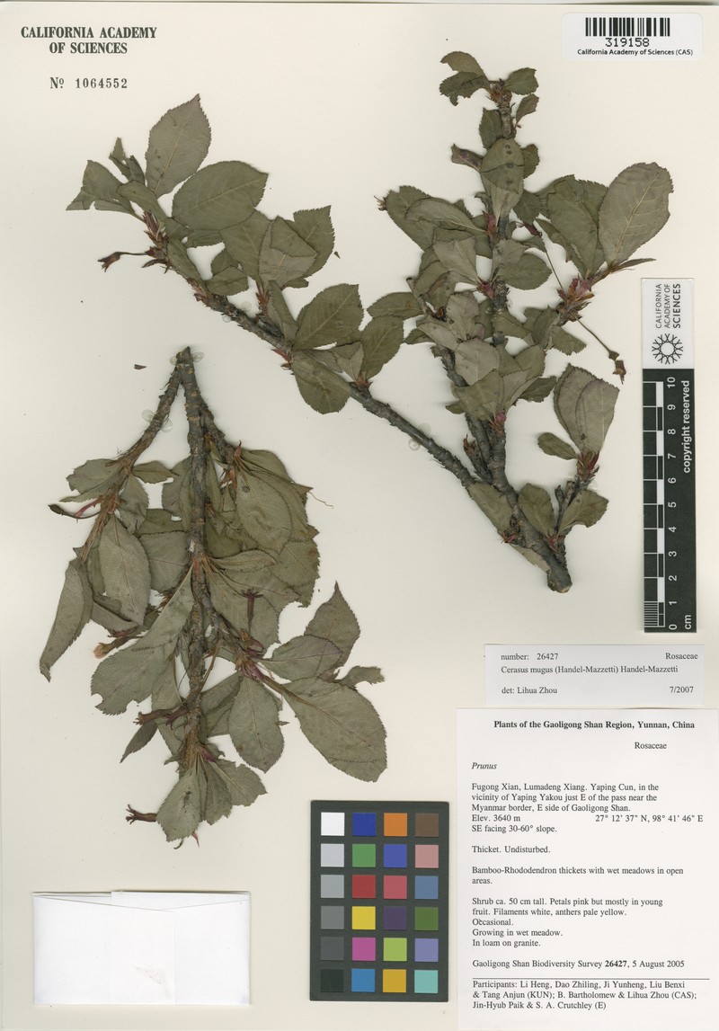 Prunus mugus photo 5