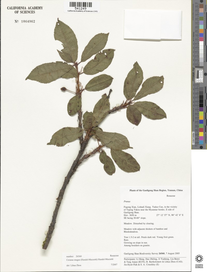 Prunus mugus photo 6