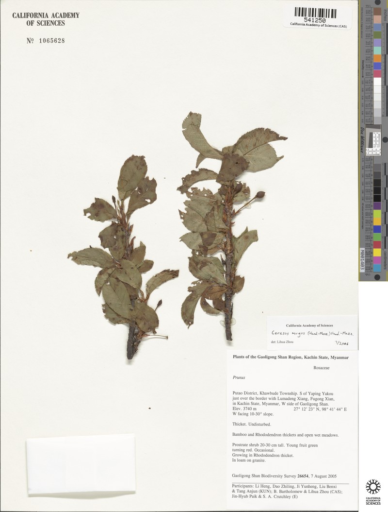 Prunus mugus photo 7