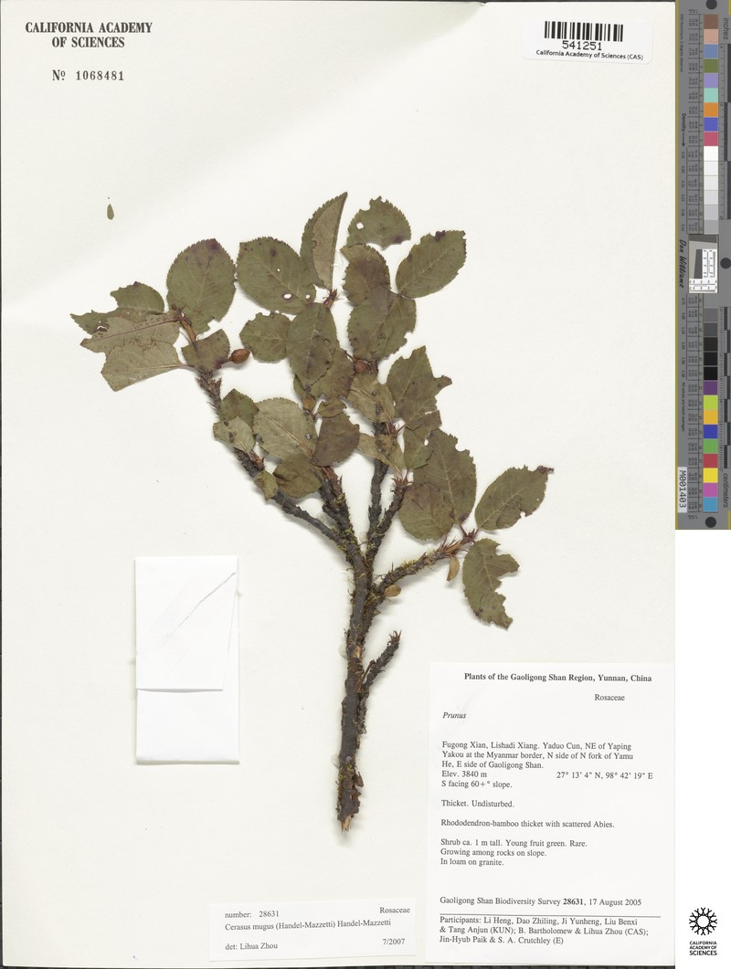 Prunus mugus photo 8