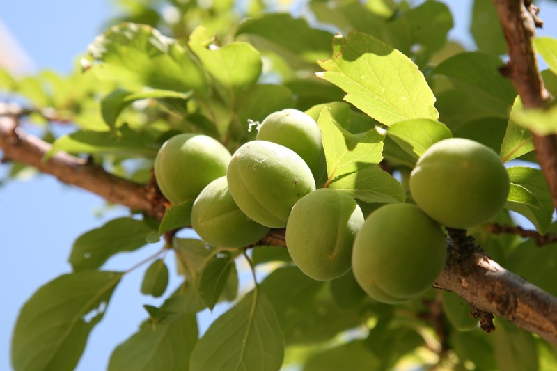 Japanese Apricot photo 4