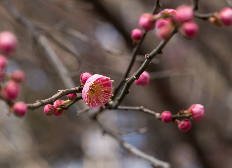 Japanese Apricot photo 6