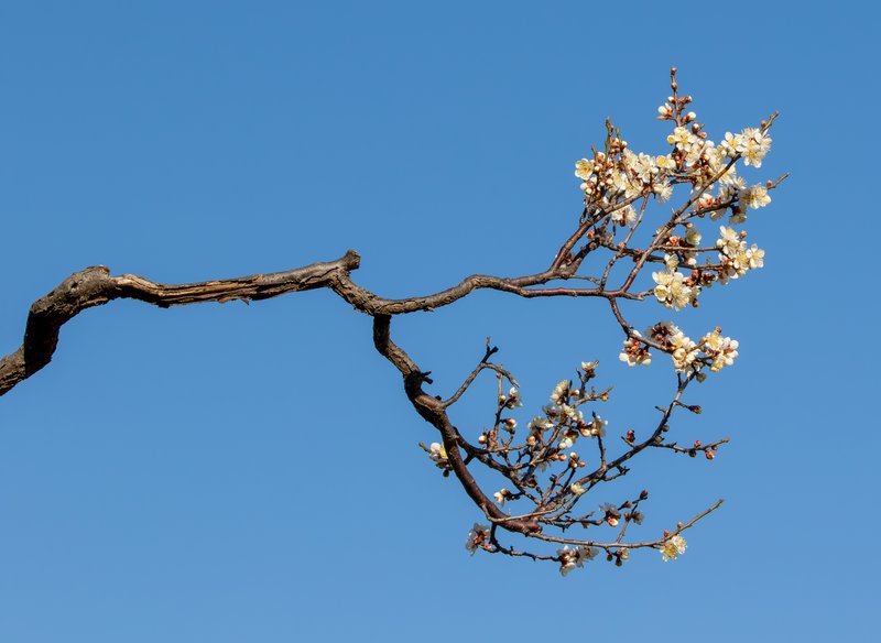 Japanese Apricot