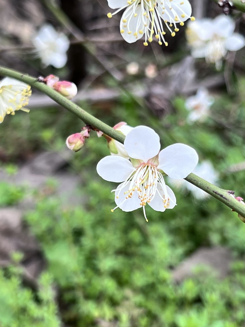 Prunus mume var. mume