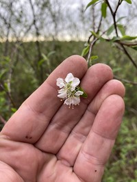 Wild Goose Plum