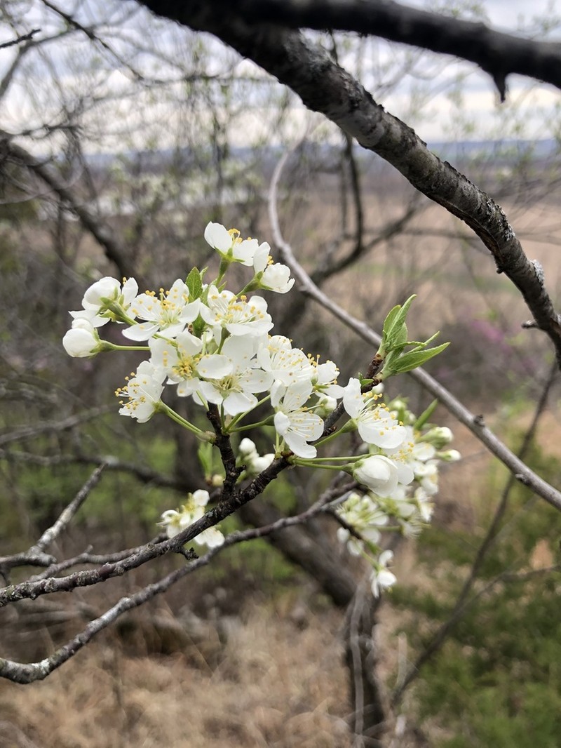 Wild Goose Plum photo 2