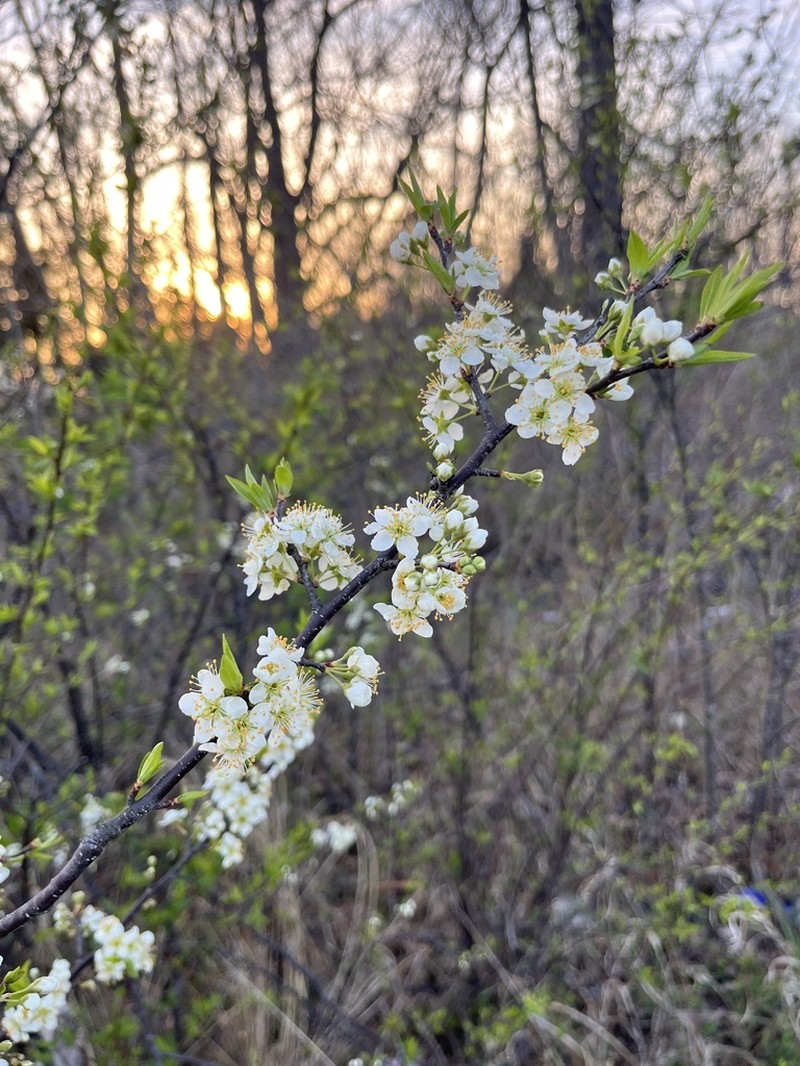 Wild Goose Plum photo 3