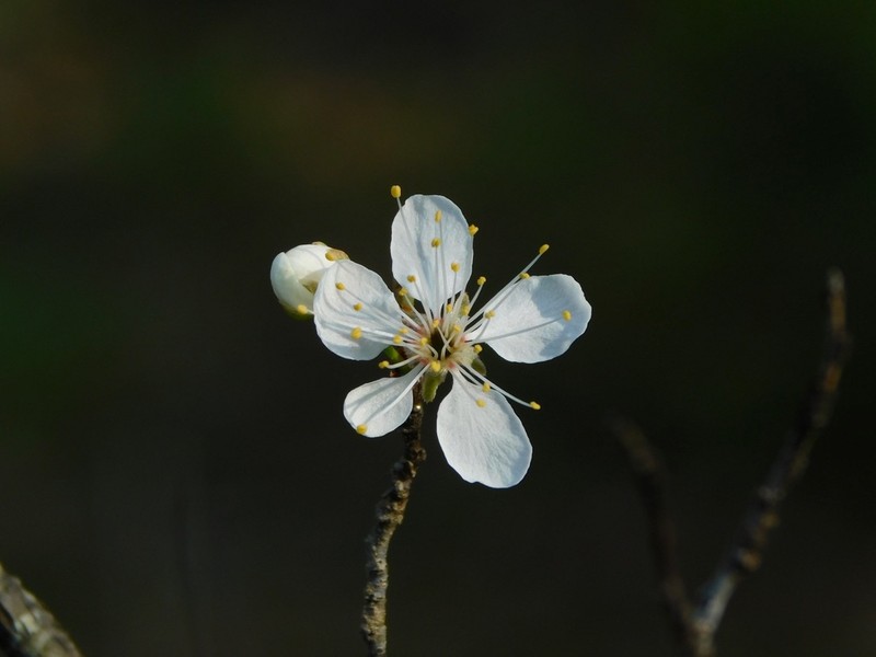 Wild Goose Plum photo 4