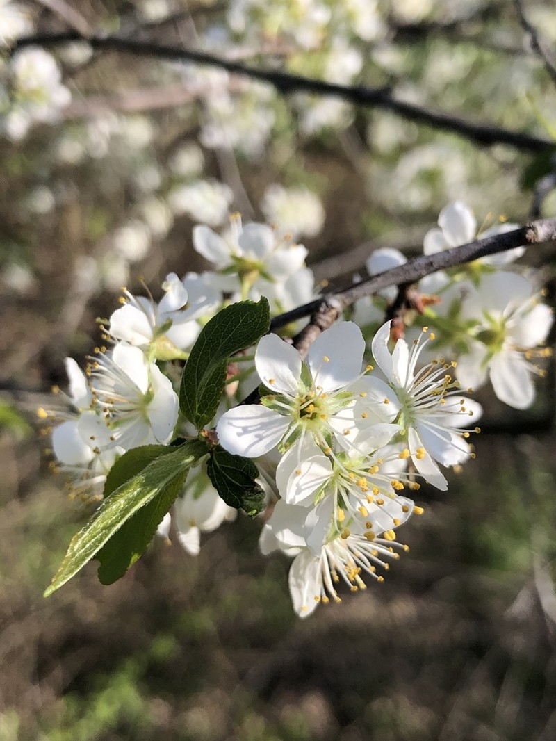 Wild Goose Plum photo 5