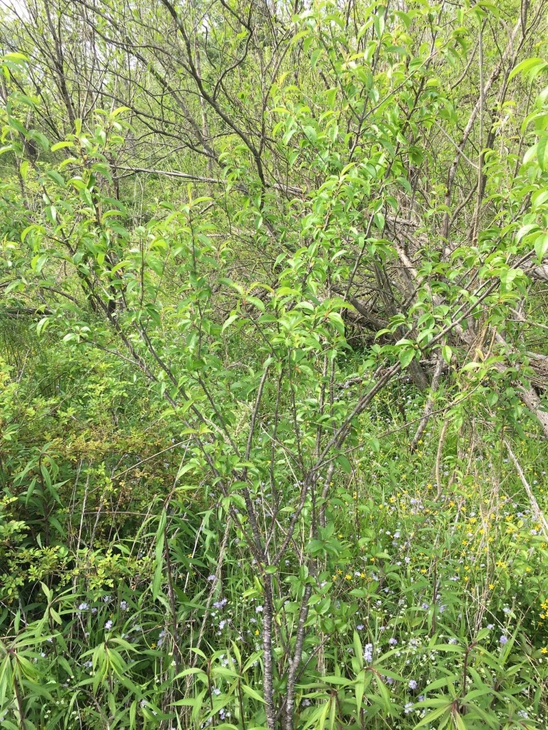 Wild Goose Plum photo 6