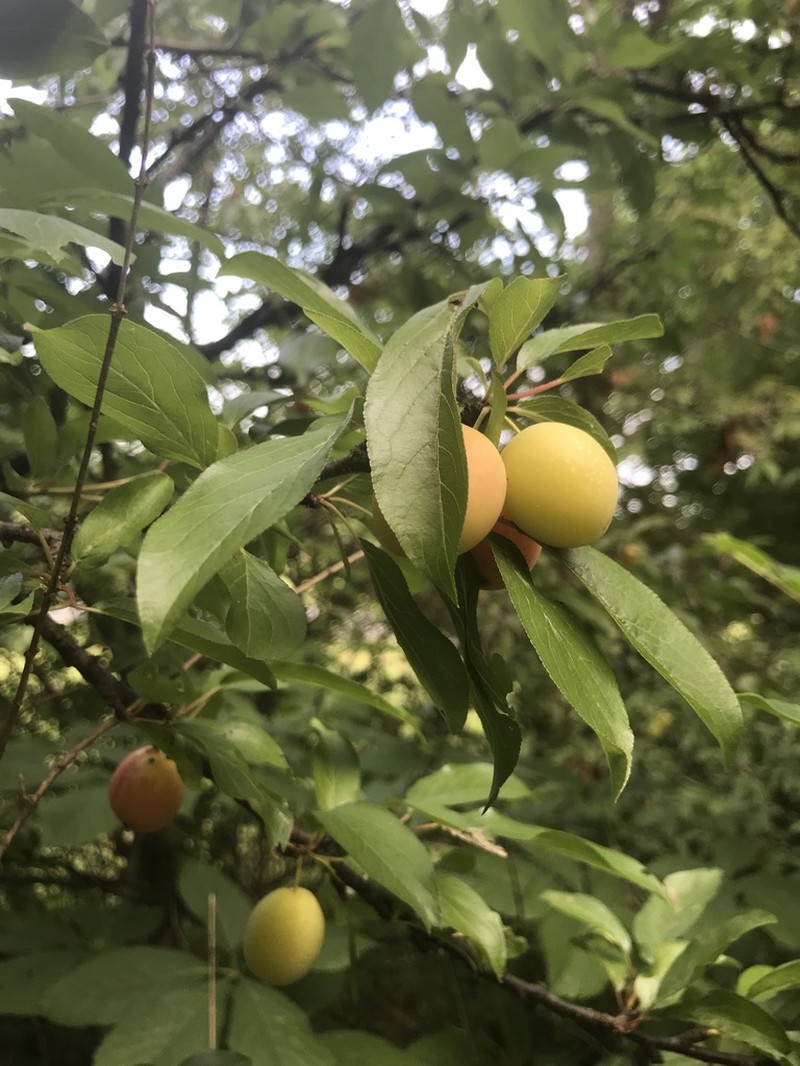 Wild Goose Plum photo 7