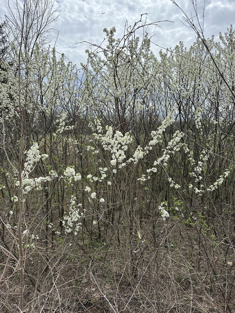 Wild Goose Plum photo 8