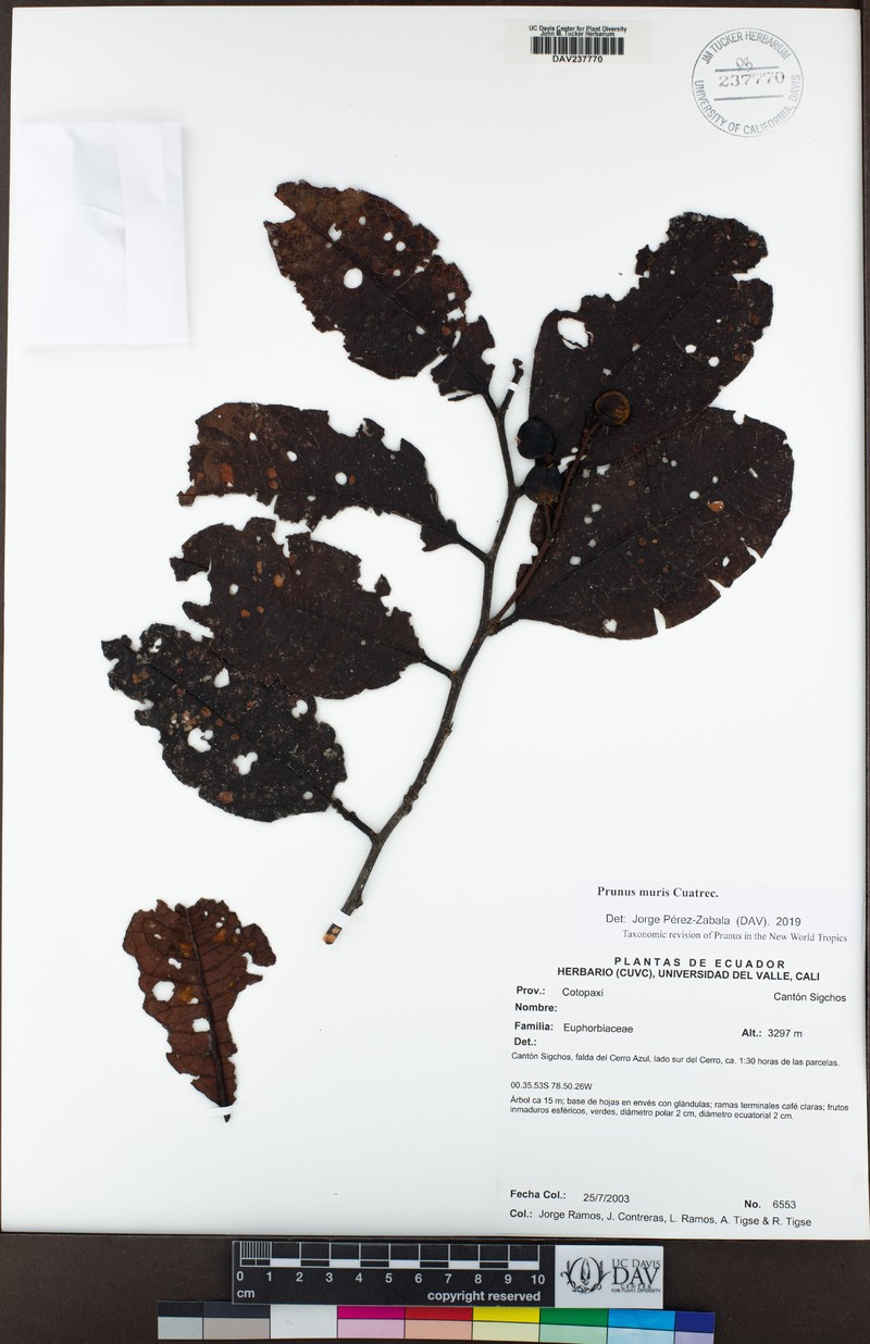 Prunus muris