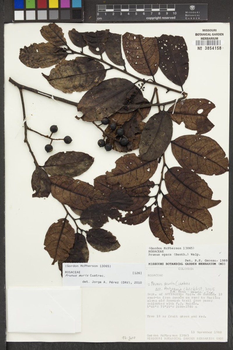 Prunus muris photo 2