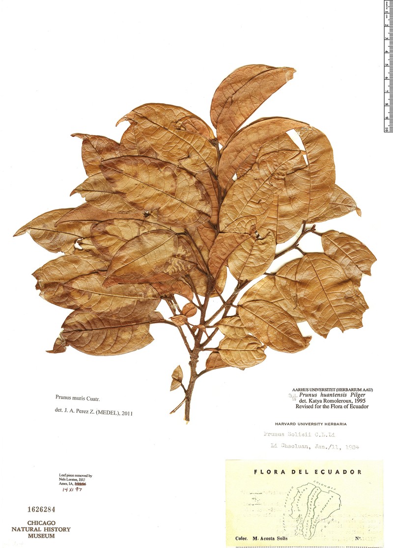 Prunus muris photo 3