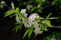 Murray's Plum