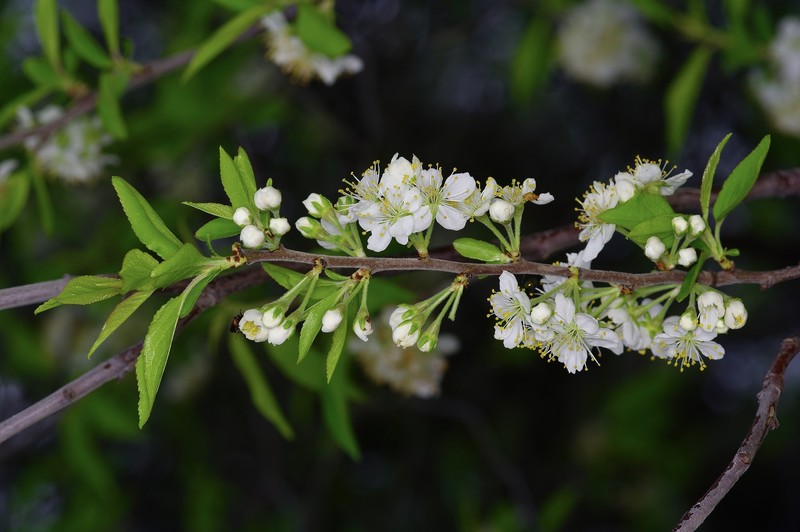 Murray's Plum photo 2